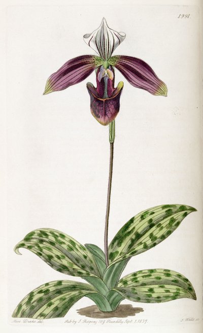Paphiopedilum purpuratum by Miss Drake